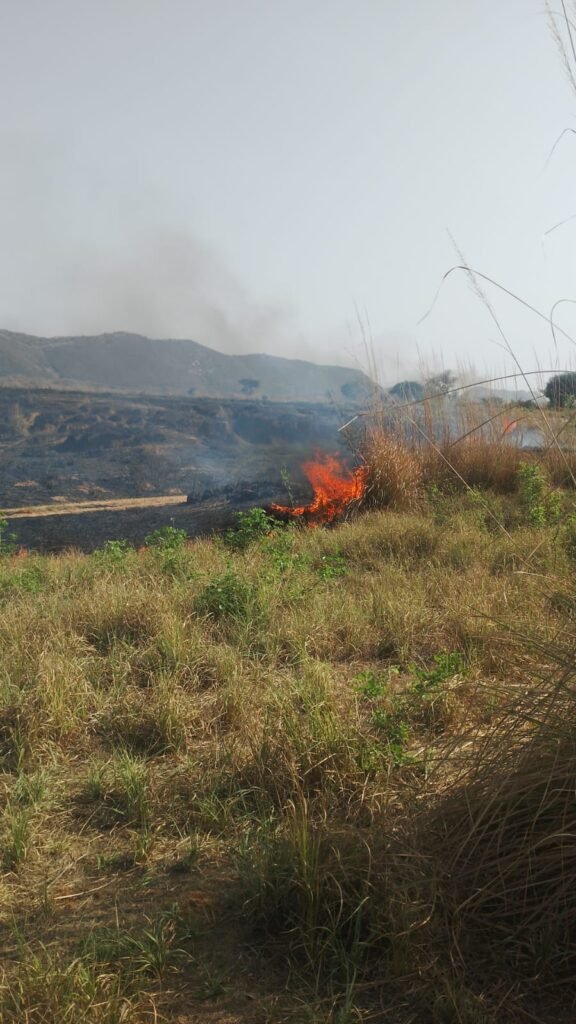 जयपुर।केलाकाबास में चरागाह भूमि खसरा नंबर 230 में सोमवार को अकस्मात आग लगने से वनस्पति और जीव-जन्तुओं को नुकसान