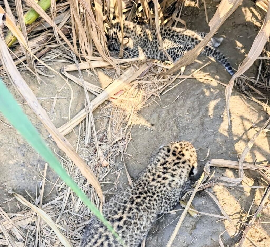 तेंदुए का खौफ:- कांठ में तेंदुओं के हमलों में महिला और किसान घायल 3 IMG 20260520 WA0033 3
