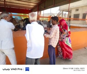 मकराना में एकादशी पर्व पर पीड़ित गोवंशों की सेवा, तरबूज, हरा चारा एवं पानी के टैंकर की व्यवस्था 3 IMG 20260527 WA0013