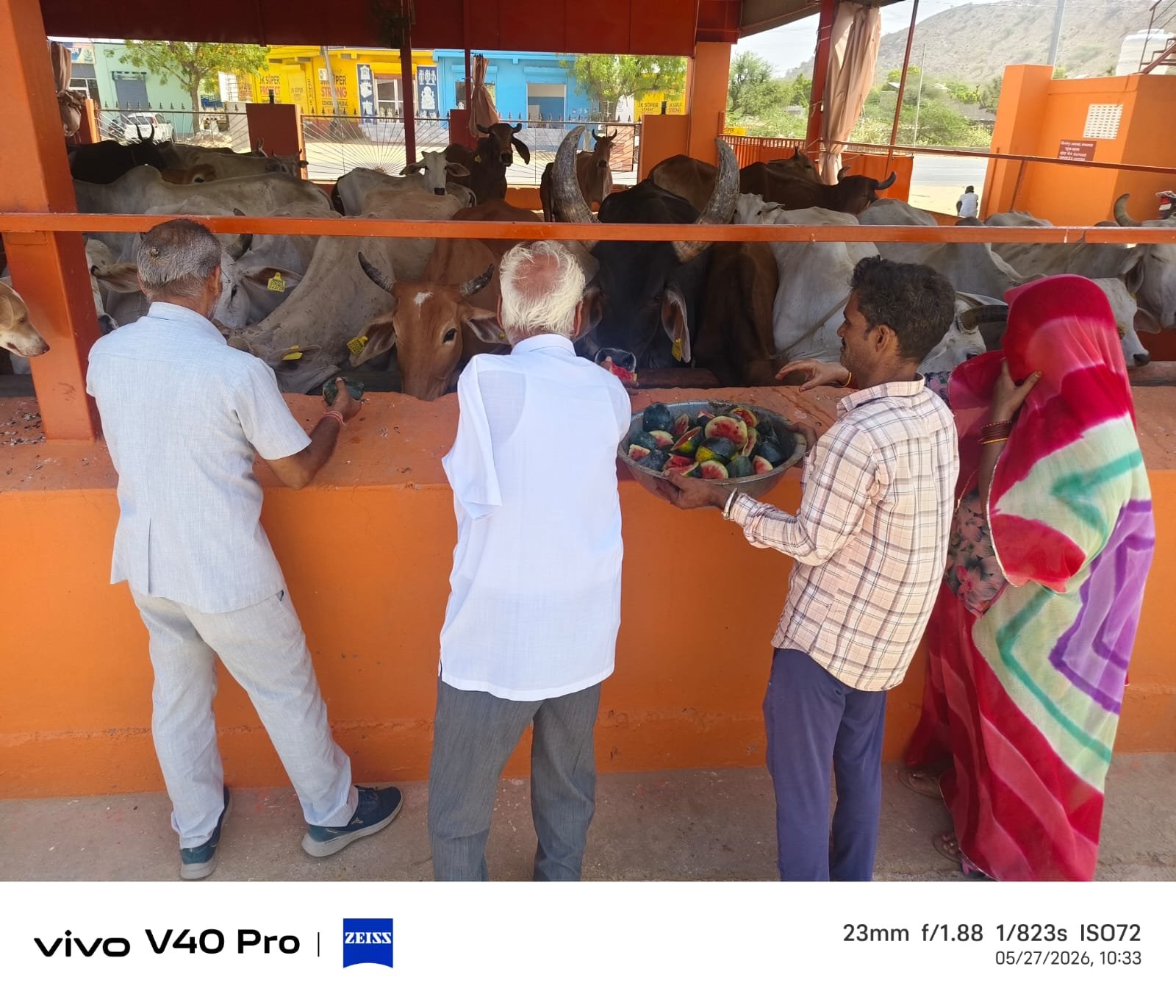 मकराना में एकादशी पर्व पर पीड़ित गोवंशों की सेवा, तरबूज, हरा चारा एवं पानी के टैंकर की व्यवस्था 1 IMG 20260527 WA0017