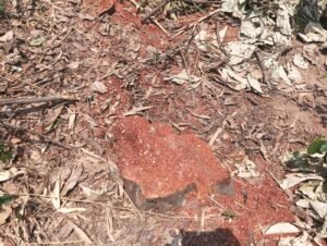 IMG 20260618 WA0656