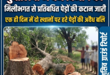 बस्ती: 'रक्षक ही भक्षक', दुबौलिया में वन विभाग की मिलीभगत से प्रतिबंधित पेड़ों की कटान जारी 36 1783133713058
