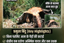 बस्ती: वन विभाग की 'शह' पर कट रही हरियाली, रमवापुर में माफियाओं को खुली छूट 94 1783232504509