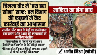 चिलमा बीट में पेड़ों की कटान जारी: क्या वन विभाग की मिलीभगत से पल रहे हैं माफिया? 21 1784467206698