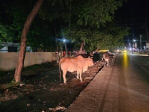 डुमरियागंज में छुट्टा पशुओं का आतंक 2 FB IMG 1784917081825
