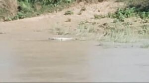 खेसरहा के खड़वा चौराहे के पास नदी में दिखा मगरमच्छ 2 FB IMG 1785350338705
