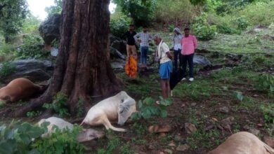 आकाशीय बिजली का भीषण कहर: छह गायों व एक गर्भवती भैंस की दर्दनाक मौत 18 IMG 20260706 WA0019