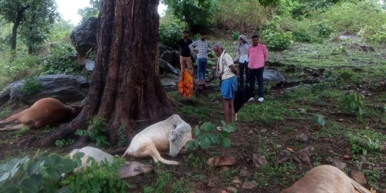 आकाशीय बिजली का भीषण कहर: छह गायों व एक गर्भवती भैंस की दर्दनाक मौत
