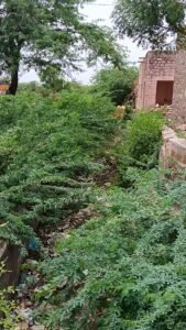 छोटी ढाबर में तालाब में दूषित पानी होने से मर रही है मछलियां व पशुधन को बीमारी का खतरा। 4 IMG20260724135117