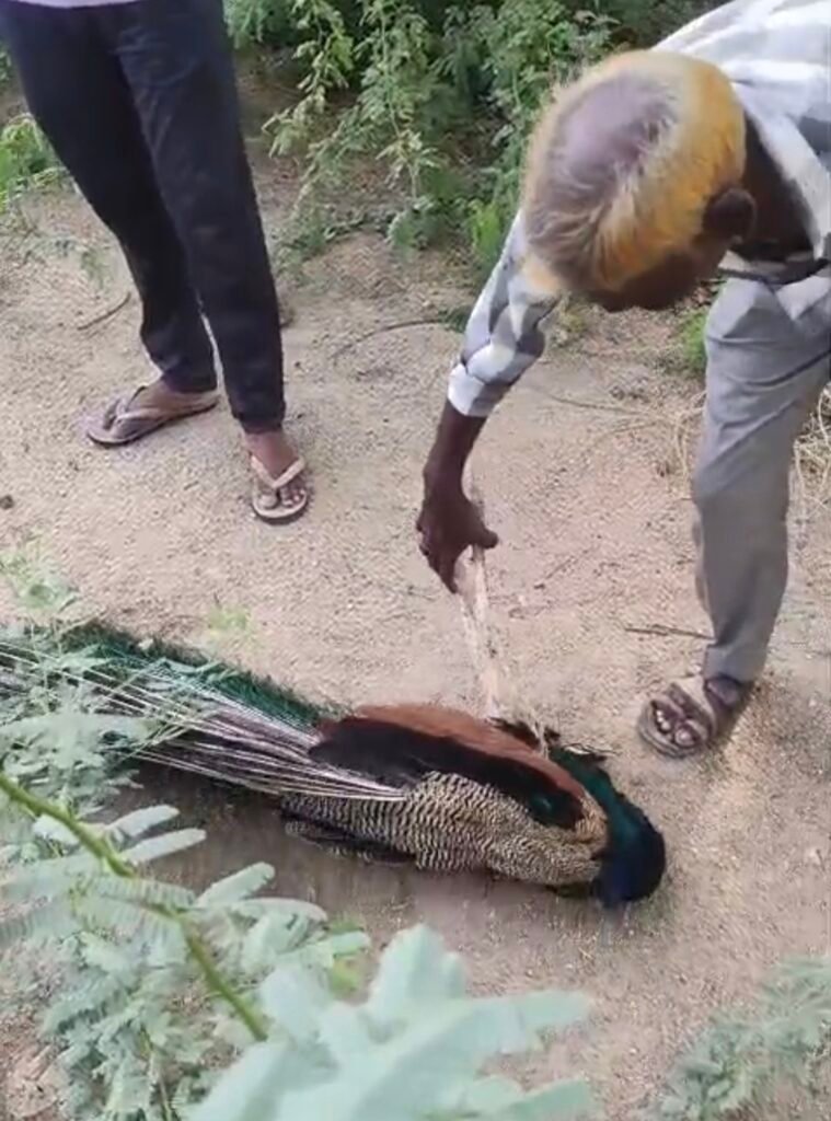 राष्ट्रीय पक्षी मोर को स्वानो ने मारा ग्राम वासियों ने विधिवत रूप से किया दाह संस्कार। 1 IMG 20260701 201346