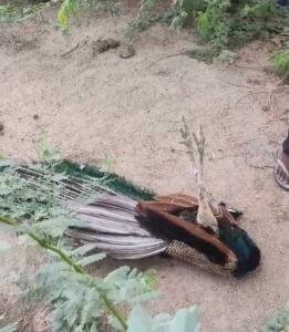 राष्ट्रीय पक्षी मोर को स्वानो ने मारा ग्राम वासियों ने विधिवत रूप से किया दाह संस्कार। 3 IMG 20260701 201402