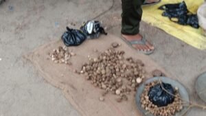 छोटी काशी गोला गोकर्ण नाथ आखिर खुले बाजार में हजारों रुपए किलो कैसे बिक रहा प्रबंधित जंगली पशुओं का आहार कटरुआ और धरती का फूल। 12 IMG 20260717 180838333