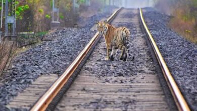 लोको पायलट की सतर्कता से ट्रेन की चपेट में आने से बचा बाघ 6 images 2