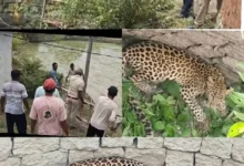 धमतरी /कुत्तों से बचने के दौरान सूखे कुएं में गिरा तेंदुआ, वन विभाग ने सीढ़ी लगाकर सुरक्षित निकाला 37 tendua gira kua me