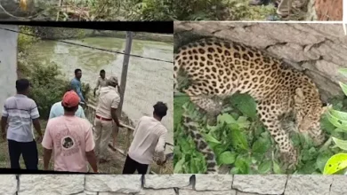 धमतरी /कुत्तों से बचने के दौरान सूखे कुएं में गिरा तेंदुआ, वन विभाग ने सीढ़ी लगाकर सुरक्षित निकाला 56 tendua gira kua me