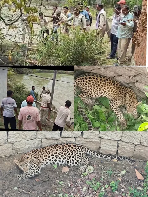 धमतरी /कुत्तों से बचने के दौरान सूखे कुएं में गिरा तेंदुआ, वन विभाग ने सीढ़ी लगाकर सुरक्षित निकाला 11 tendua gira kua me