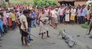 महराजगंज के अमरूतिया में मिला 150 किलो का विशाल मगरमच्छ, 2 FB IMG 1786636362611