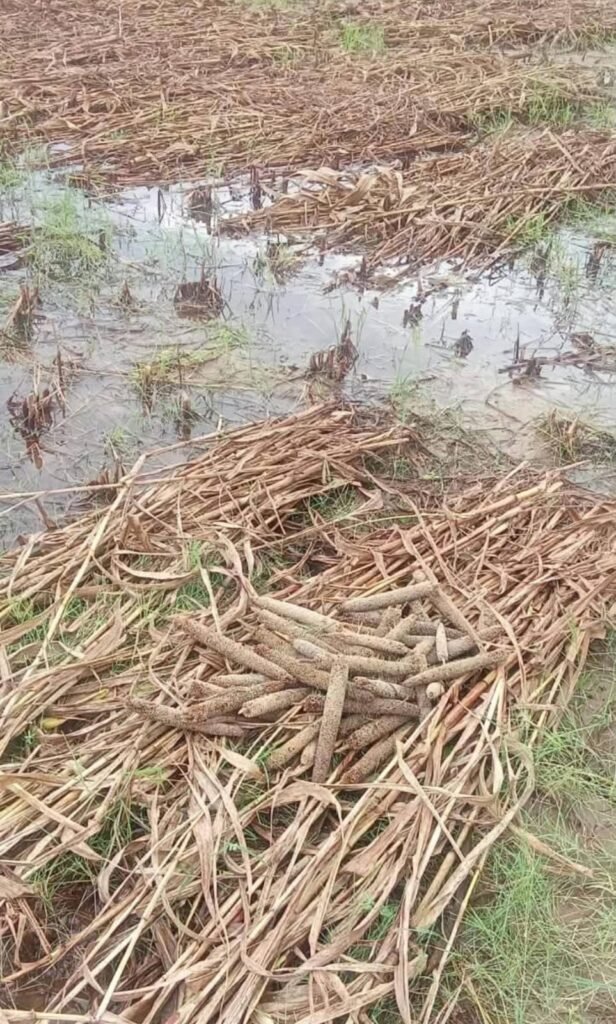 लुधाबई में अति वृष्टि से बाजरे की फसल चौपट, किसान कर रहे मुयावजे की मांग 1 लुधाबई में अति वृष्टि से बाजरे की फसल चौपट, किसान कर रहे मुयावजे की मांग - ALWAR, राजस्थान