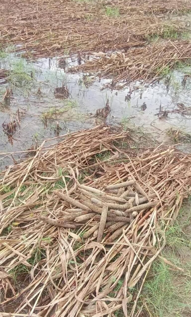 लुधाबई में अति वृष्टि से बाजरे की फसल चौपट, किसान कर रहे मुयावजे की मांग