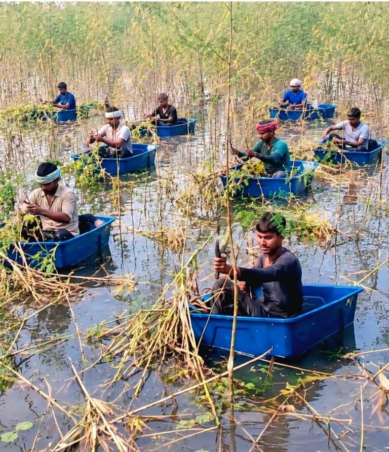 धौलपुर: सैपऊ में कुदरत का कहर, बाजरे की फसल चार फिट पानी में डूबी
