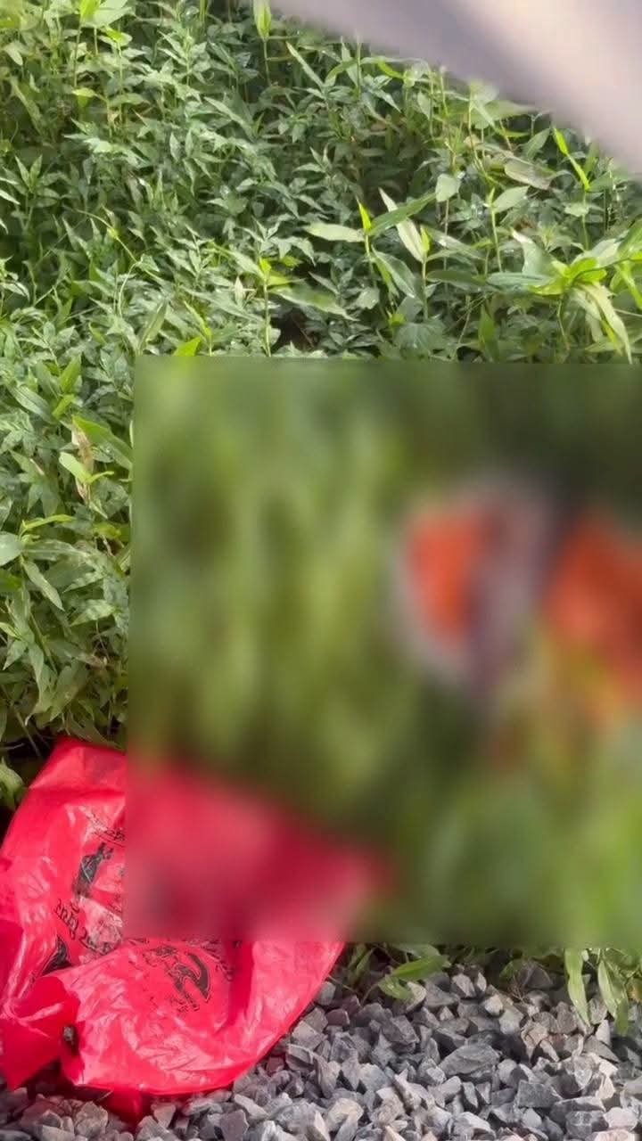 सिद्धार्थनगर में सड़क किनारे मिला नवजात शिशु, इलाके में मचा हड़कंप