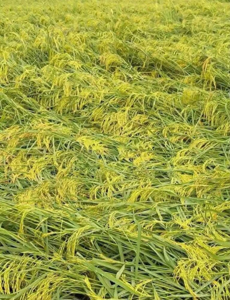 खेती की बढ़ती लागत और बारिश की मार… आखिर किसान परिवार कैसे संभाले?