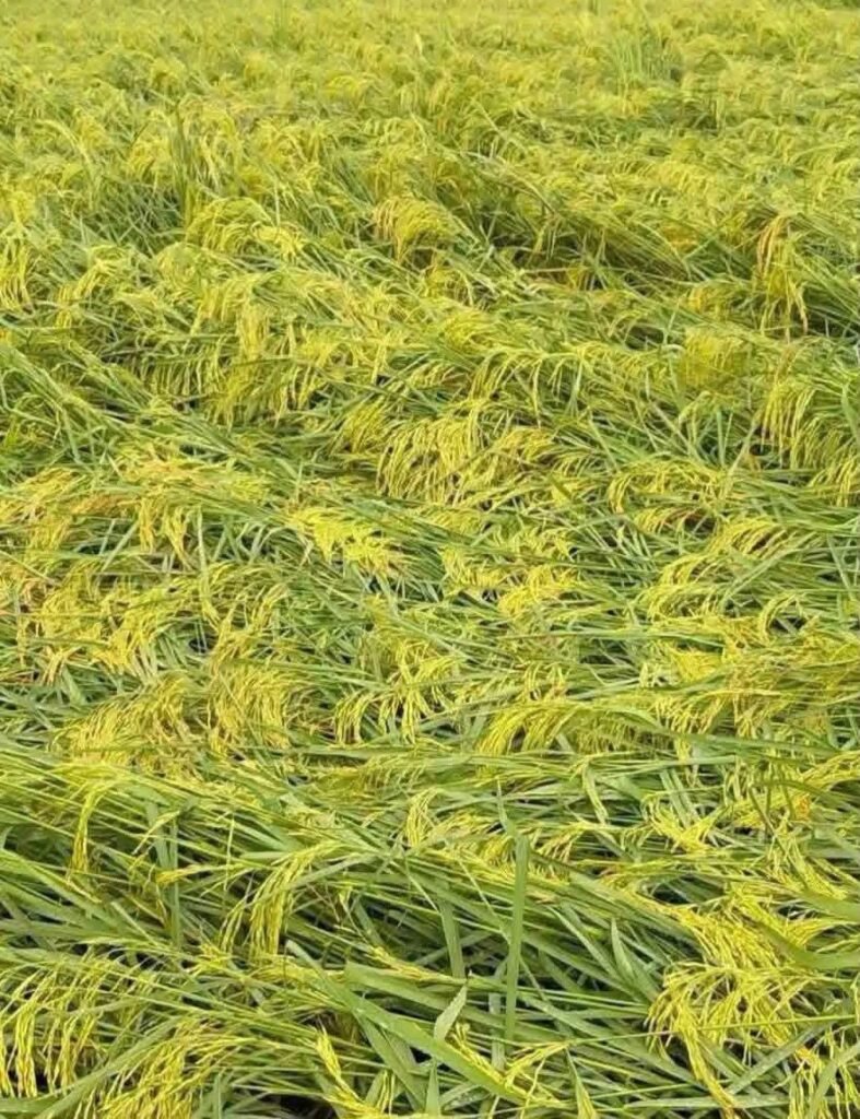 खेती की बढ़ती लागत और बारिश की मार... आखिर किसान परिवार कैसे संभाले? 1 खेती की बढ़ती लागत और बारिश की मार... आखिर किसान परिवार कैसे संभाले? - SIDDHARTHNAGAR, उत्तर प्रदेश