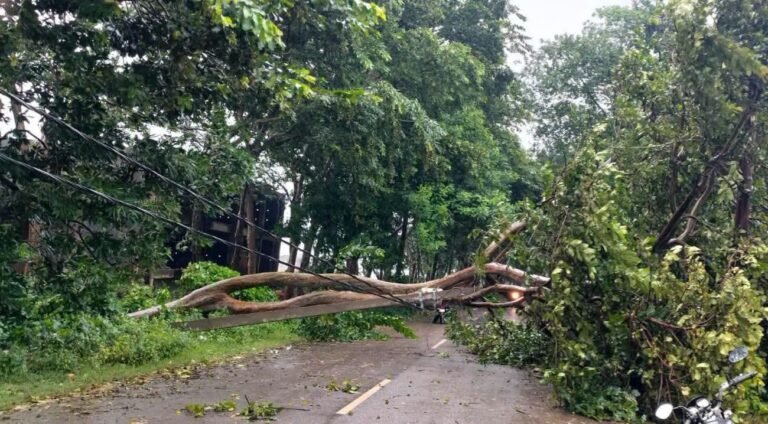 इटवा-बिस्कोहर मार्ग (पार्क और कन्या स्कूल के बीच) पर गिरा भारी पेड़, आवागमन बाधित,