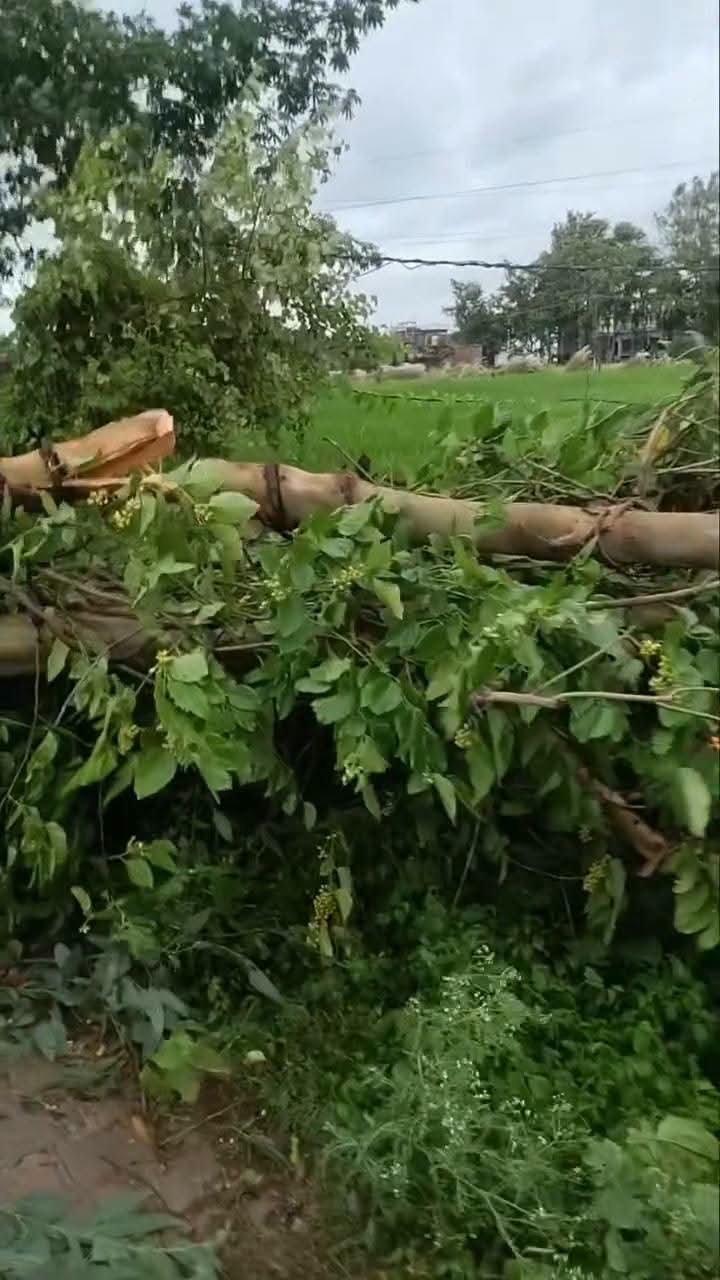 बजे सदस्यता लें डुमरियागंज के सुभाष नगर में रास्ते पर गिरा पेड़, आवागमन बाधित