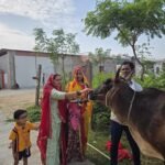 बछ बारस पर गौमाता एवं बछड़े की पूजा-अर्चना