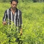 अरहर की खेती से आत्मनिर्भरता की मिसाल बना किसान एक एकड़ में 10 क्विंटल उत्पादन, दाल बनाकर बेची तो 1.31 लाख रुपए का शुद्ध मुनाफा