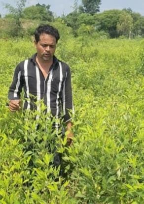 अरहर की खेती से आत्मनिर्भरता की मिसाल बना किसान एक एकड़ में 10 क्विंटल उत्पादन, दाल बनाकर बेची तो 1.31 लाख रुपए का शुद्ध मुनाफा
