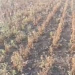 48 दिनसे बारिश की एक बूंद भी न गीरनेसे किसान हवालदिल,सरकार से मदत की गुहार.!