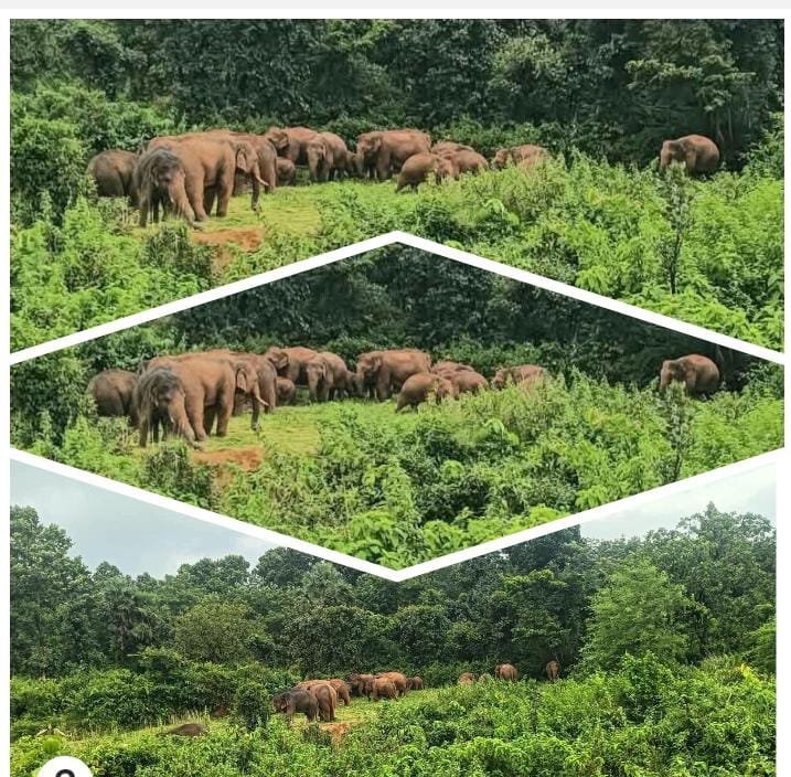 धनबाद के पश्चिमी टुण्डी प्रखण्ड क्षेत्र तथा मनियाडीह थाना अंतर्गत तीन दर्जन जंगली हाथियों को विचरण करते देखा गया! ग्रामीणों में दहशत का माहौल - धनबाद, झारखंड