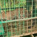 कांठ में महिला पर हमला करने वाला तेंदुआ पिंजरे में फंसा, ग्रामीणों ने ली राहत की सांस, दो दिन में पकड़े गए दो तेंदुए