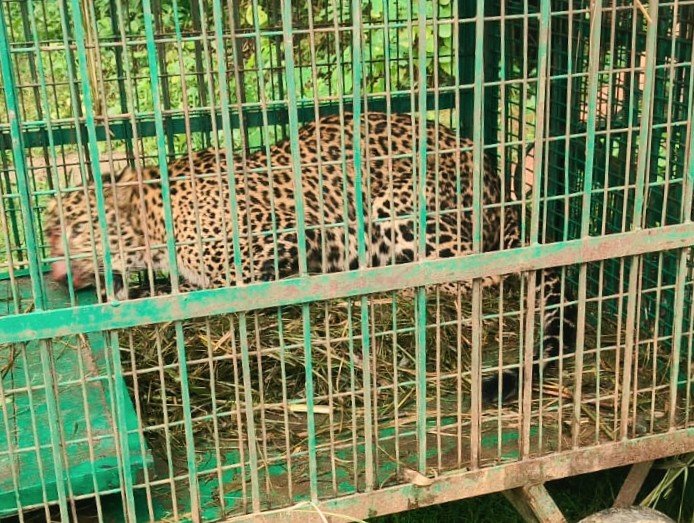 कांठ में महिला पर हमला करने वाला तेंदुआ पिंजरे में फंसा, ग्रामीणों ने ली राहत की सांस, दो दिन में पकड़े गए दो तेंदुए - MORADABAD, उत्तर प्रदेश
