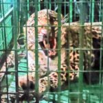 कांठ: पिंजरे में फंसा तेंदुआ, एक महीने में चौथा तेंदुआ पकड़ा गया
