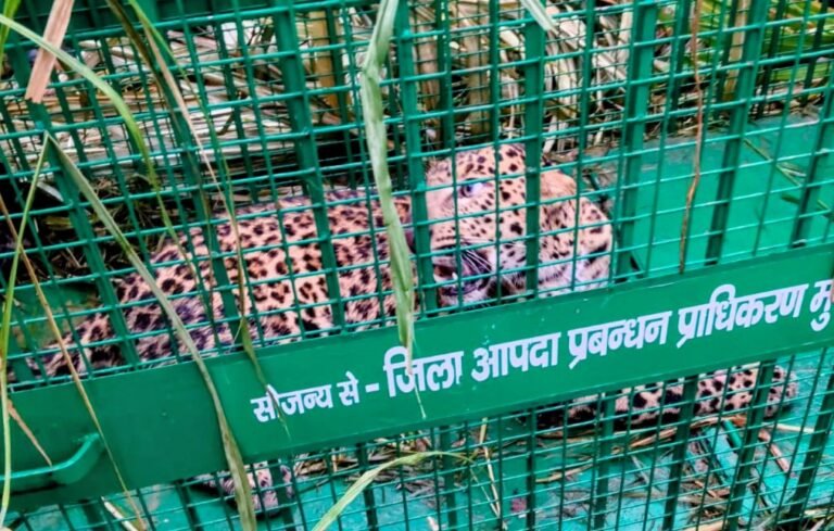 पिंजरे में फिर फंसा तेंदुआ, कांठ के भरतपुर में 10 दिन में मिली दूसरी कामयाबी