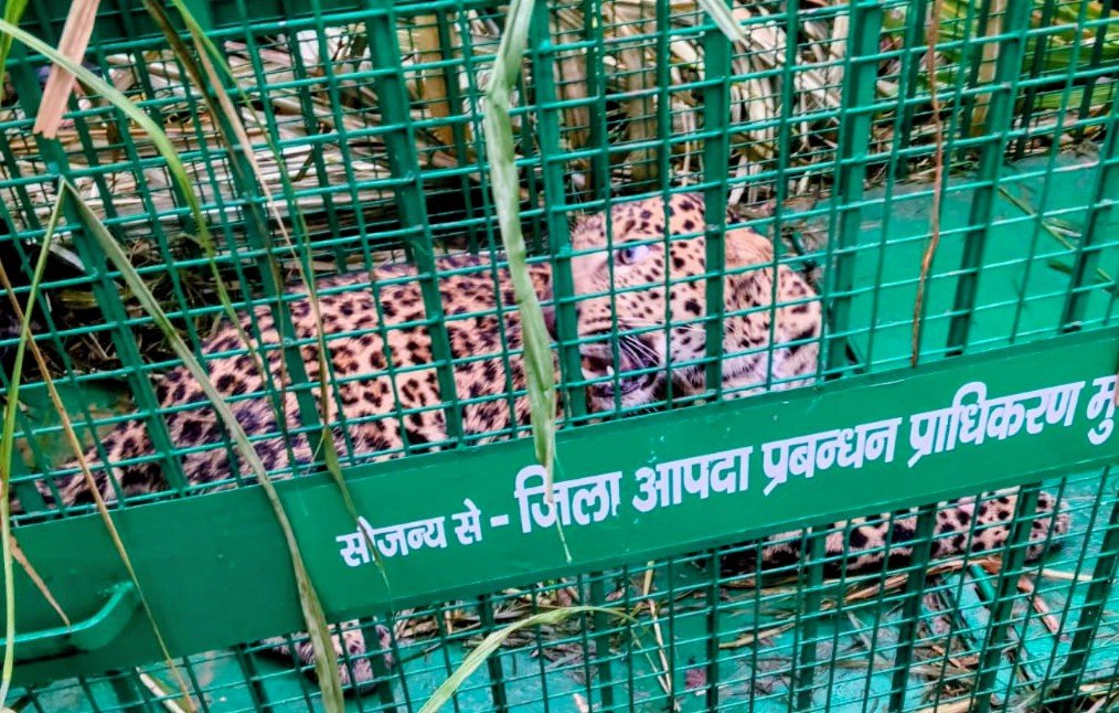 पिंजरे में फिर फंसा तेंदुआ, कांठ के भरतपुर में 10 दिन में मिली दूसरी कामयाबी 1 पिंजरे में फिर फंसा तेंदुआ, कांठ के भरतपुर में 10 दिन में मिली दूसरी कामयाबी - MORADABAD, उत्तर प्रदेश