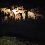 ब्रेकिंग न्यूज़ 50 गायों को लेकर कार्रवाई की मांग, कधवन-कोलझिकी पंचायत में रेलवे लाइन के पास मौजूद हैं पशु