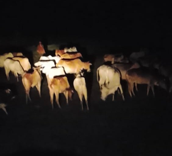 रेलवे लाइन के पास 40-50 गायें मिलने से मचा हड़कंप, बाहर भेजे जाने की तैयारी की चर्चा - गढ़वा, झारखंड