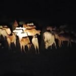 रेलवे लाइन के पास 40-50 गायें मिलने से मचा हड़कंप, बाहर भेजे जाने की तैयारी की चर्चा