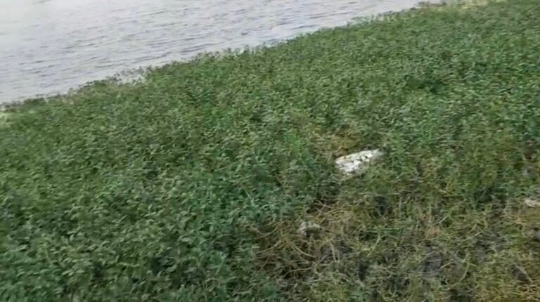 नागौद खजलैया तालाब में गंदगी ने बिगाड़ी सुंदरता, सफाई की दरकार