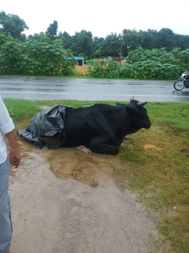 अज्ञात वाहन की टक्कर से घायल गोवंश चार दिन तक सड़क किनारे भूखा प्यासा बारिश में तड़पा रहा