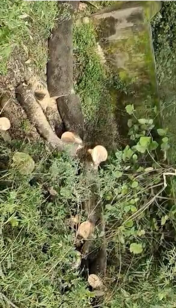 --कांधला बड़ी नहर की पटरी पर सरकारी बँगले के पास धड़ल्ले से चल रहा अवैध पेड़ कटान, वन विभाग मौन-- 1 --कांधला बड़ी नहर की पटरी पर सरकारी बँगले के पास धड़ल्ले से चल रहा अवैध पेड़ कटान, वन विभाग मौन-- - SHAMLI, उत्तर प्रदेश