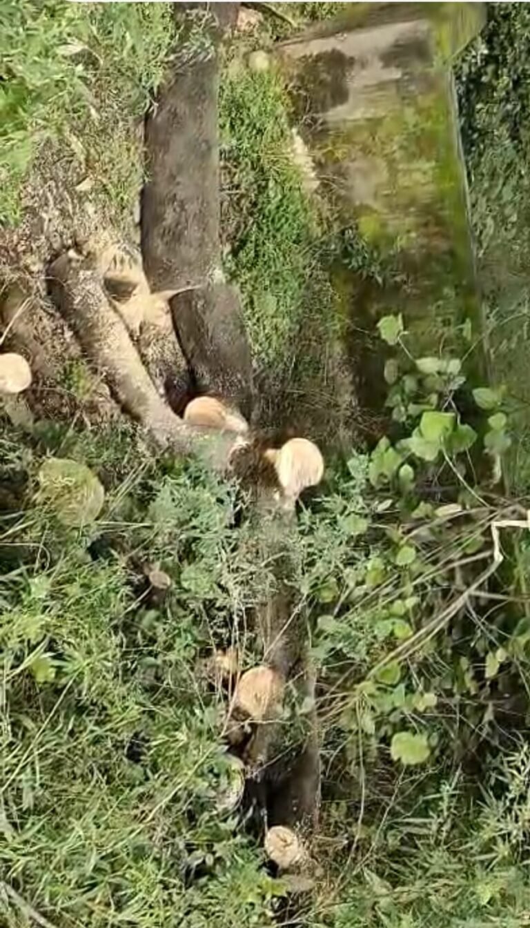 –कांधला बड़ी नहर की पटरी पर सरकारी बँगले के पास धड़ल्ले से चल रहा अवैध पेड़ कटान, वन विभाग मौन–