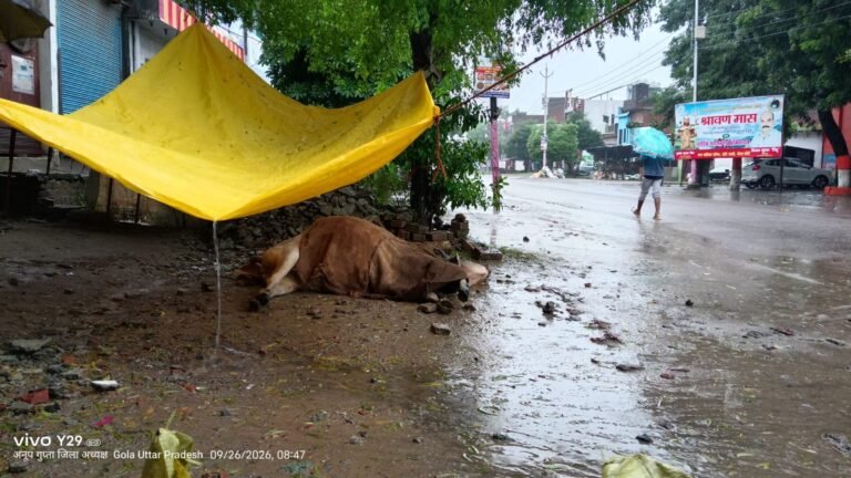 अज्ञात वाहन की टक्कर से घायल गोवंश का भारतीय बजरंग दल जिला अध्यक्ष ने कराया इलाज