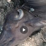 भैंस गई मेड पर चुकाने तो परिजनों ने उसकी जान से मार दिया