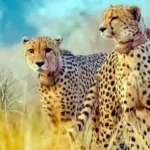 कूनो के राकस्टार, नामीबियाई चीतों का इलाज के दौरान मौत