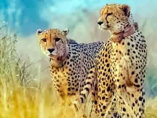 कूनो के राकस्टार, नामीबियाई चीतों का इलाज के दौरान मौत